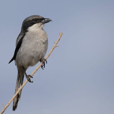 Aitor_gil en Hamelin: Fauna  (Teguise), Lanius excubitor Linnaeus, 1758, Prácticamente toda la isla de Tenerife (excepto Norte y Noreste), Gran Canaria, Fu...