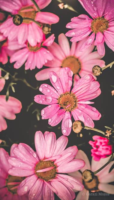 Garazi94 en Hamelin: Flora  (Derio), #flora21#margaritas#drops#agua