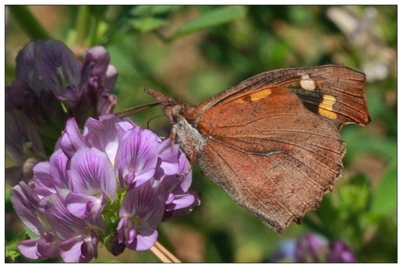 barbanegra707 en Hamelin: Fauna  (Esplugues de Llobregat), Libythea celtis (Laicharting, 1782), #repicoteada