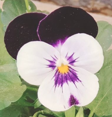 Solerantonio2 en Hamelin: Flora  (Almería), Planta