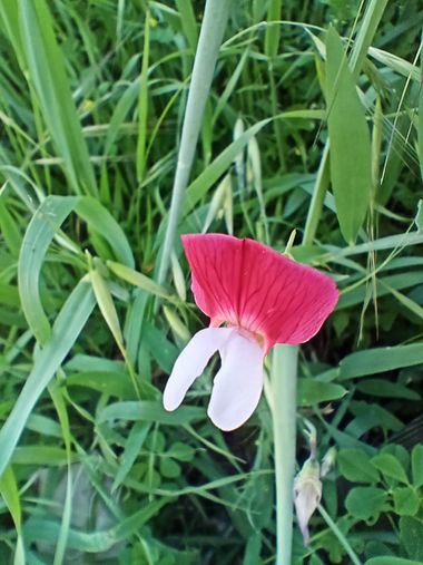 Apasnau75 en Hamelin: Flora  (Zahara), #primavera22