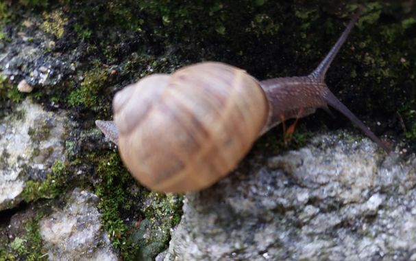 Mpinfante en Hamelin: Fauna, Caracol... Uns bellísima foto para contentar a los Fans y darles motivos de especulación ... Que es lo que se lleva, últimame...
