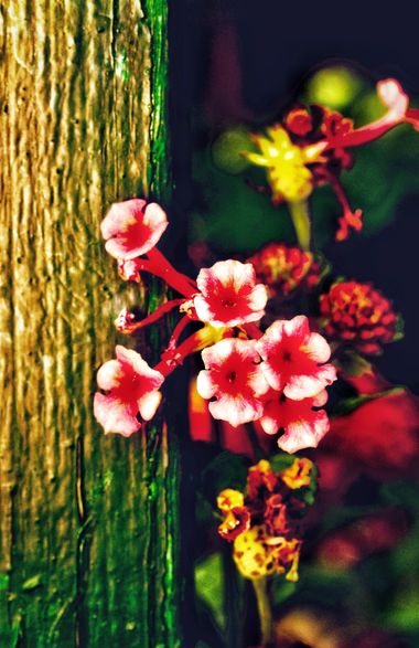 Juanatlantida82 en Hamelin: Flora, Flores