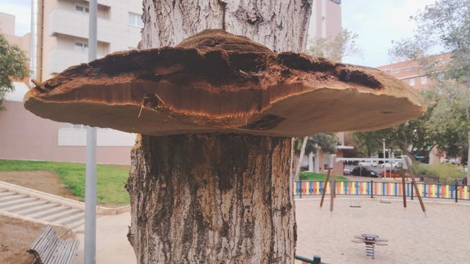Solerantonio2 en Hamelin: Observación  (Avenida del Mediterráneo), Hongo