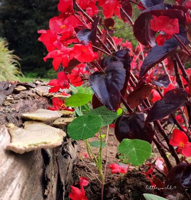 littleworld28 en Hamelin: Flora, Todos juntos🍄🌿💮 #flora #flora21 #colombia #flores 