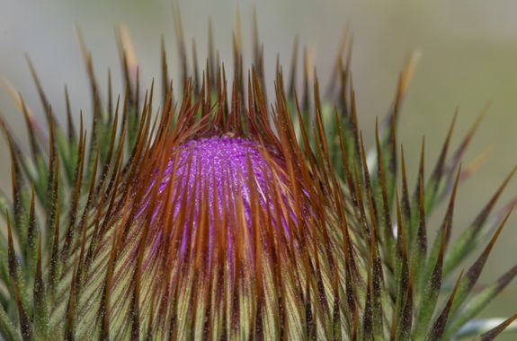 Ignicapillus en Hamelin: Flora  (Llavorsí), Onopordum acanthium, Detalle de cardo

26 de junio 2023, salida a los Pirineos catalanes occidentales (Arestui)...