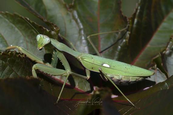 Juankafv en Hamelin: Fauna  (Málaga), Sphodromantis viridis Forskal, 1775, Preciosa y oculta entre hojas,una hembra que me dejo se robarle una foto y salio...