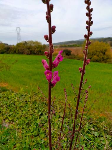 Jinliangarcia en Hamelin: Flora  (Castellet i la Gornal), Antirrhinum majus, #flor21 #pantanodefoich
Hermoso sitio con hermosa flora.!! 