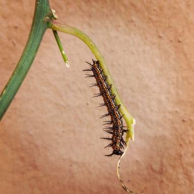 lemuriana81 en Hamelin: Fauna  (Temperley)