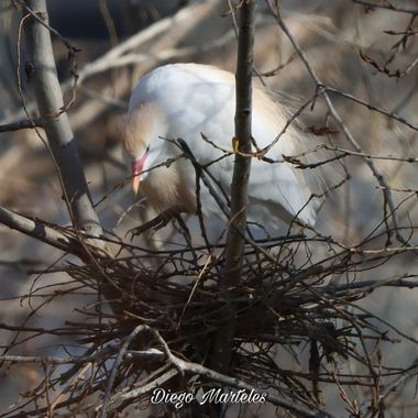 Diego en Hamelin: Fauna  (Zaragoza), Bubulcus ibis (Linnaeus, 1758), #garcillabueyera #bubulcusibis #aves #ebro #zaragoza #canon 