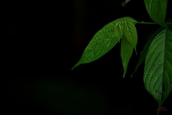Pabloalbertopaez en Hamelin: Flora  (Tena), Desenfoque; al revelar el RAW de esta fotografía solo se  realizó un ajuste pequeño en el ruido.