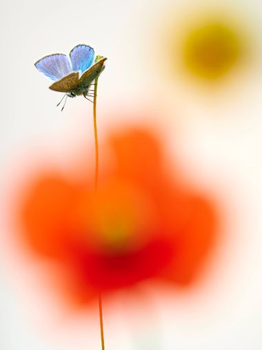 David Esteban en Hamelin: Fauna, #invertebrados #macro#mariposa# color 