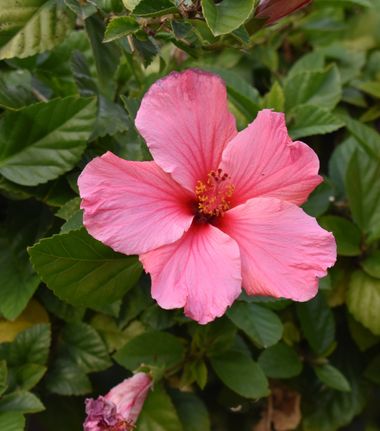 Solerantonio2 en Hamelin: Flora  (Almería), Hibiscus rosa-sinensis, Planta