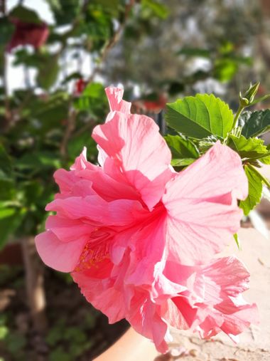 Abigail en Hamelin: Flora, Hibiscus rosa-sinensis, Flor
