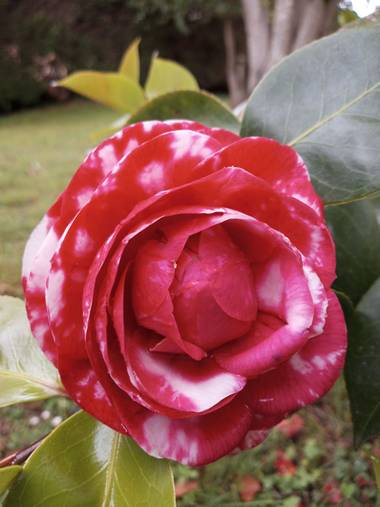 Alquimia Natural en Hamelin: Flora  (Camargo), Camellia japonica, Amor 💕😍☀️

#flora21 