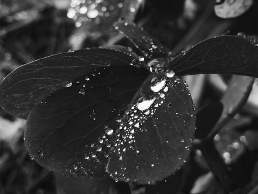 Gabriela Molina Duret en Hamelin: Flora  (Centro), #clover #nature #rainyday #gout 