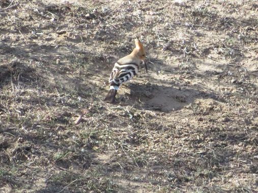 Solerantonio2 en Hamelin: Fauna  (Níjar), Abubilla