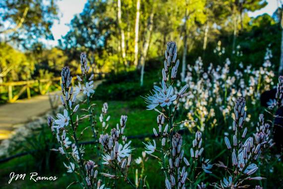 ramosbarbero.jm en Hamelin: Flora, #paisajesyjardines 