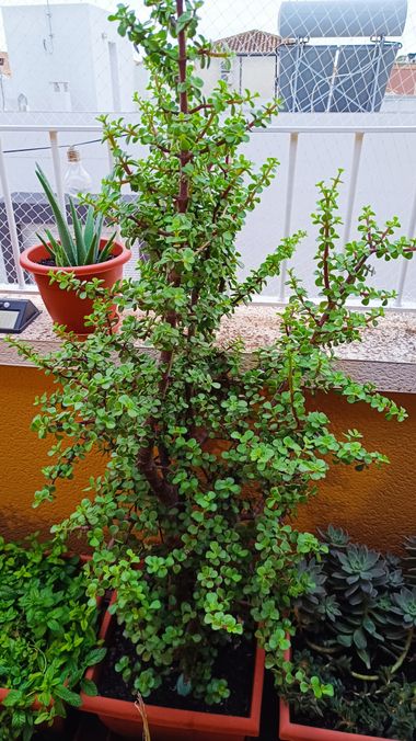 fernandezboix en Hamelin: Flora, Portulacaria afra, #arbustos 