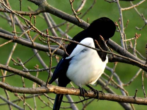 mariale en Hamelin: Fauna, Pica pica (Linnaeus, 1758), Pica pica
Urraca, pega 