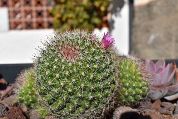 Solerantonio2 en Hamelin: Flora  (Almería), Planta