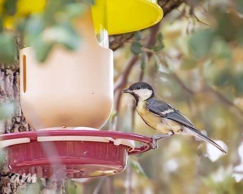 Martinezantonio.correo en Hamelin: Fauna  (Madrid), Parus major Linnaeus, 1758, #aves