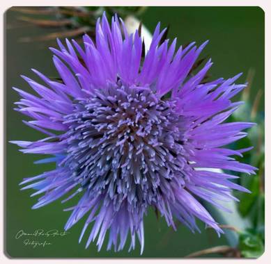 Manuropo39 en Hamelin: Flora  (La Coruña), #flora21