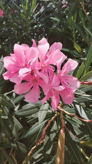 Solerantonio2 en Hamelin: Flora  (La Vega de Acá), Nerium oleander, Planta