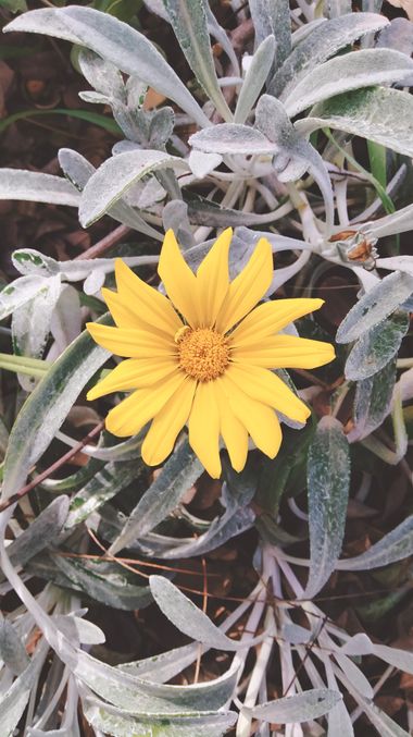 Solerantonio2 en Hamelin: Flora  (Almería), Gazania rigens, Planta