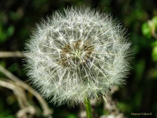 Marcos Valero Espinal  en Hamelin: Flora  (Navarra), Taraxacum officinale