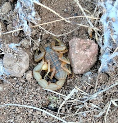 Solerantonio2 en Hamelin: Fauna  (Níjar), Escorpión amarillo