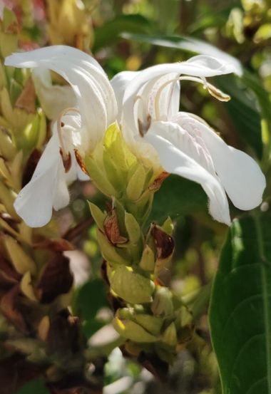 Solerantonio2 en Hamelin: Flora  (Almeria), Justicia adhatoda, Planta