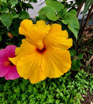 Alcedofoto  en Hamelin: Flora  (Aguadulce), Hibiscus rosa-sinensis