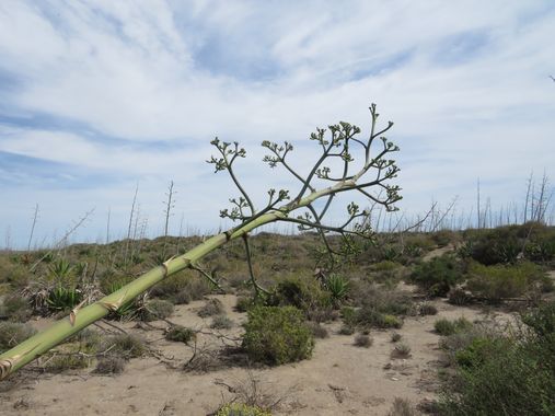 Solerantonio2 en Hamelin: Paisaje  (Almería), Coincidencias visuales