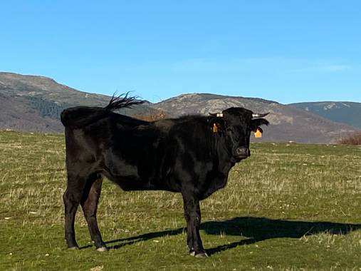 Jackiebassat en Hamelin: Fauna  (Rascafría), Bos taurus Linnaeus, 1758, She s staring at me 