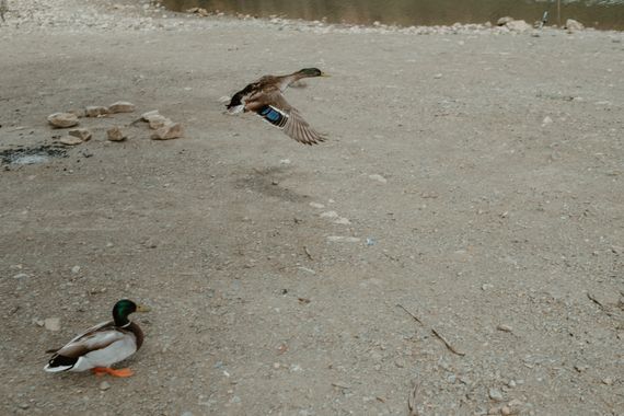Elenagil.ph en Hamelin: Fauna, Anas platyrhynchos Linnaeus, 1758, #pato #patos #aves #naturaleza 
