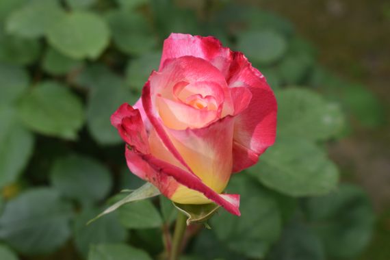 Solerantonio2 en Hamelin: Flora  (Almería), Rosa spp., Planta