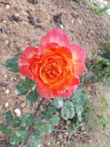 Eliza.loaizac en Hamelin: Flora  (Elche), Rosa chinensis, #flora21 #elche #floraenprimavera 