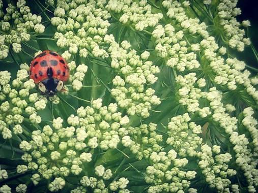 luckytulian en Hamelin: Fauna, #macrofoto2020 