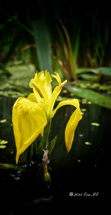 Eva.160968 en Hamelin: Flora, Iris pseudacorus, #flora 