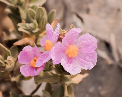 Cris Cabrera en Hamelin: Flora, Cistus albidus, #flora21 #hamelinflora #hamelin #flower #plant #nature #naturaleza #plantas #biodiversity #biodiversidad #...