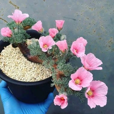 Obeddavila035 en Hamelin: Flora  (Danlí), #naturaleza 