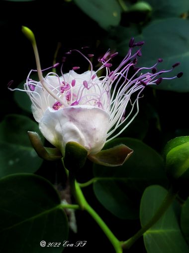 Eva.160968 en Hamelin: Flora  (Trogir), Capparis orientalis, #flora #flor 