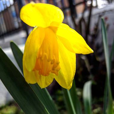 Raquelitacaceres1969 en Hamelin: Flora  (Madrid), Narcissus pseudonarcissus, # Belleza sublime🌼🌼
