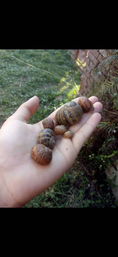 vickycintreras892 en Hamelin: Fauna  (Chovet)