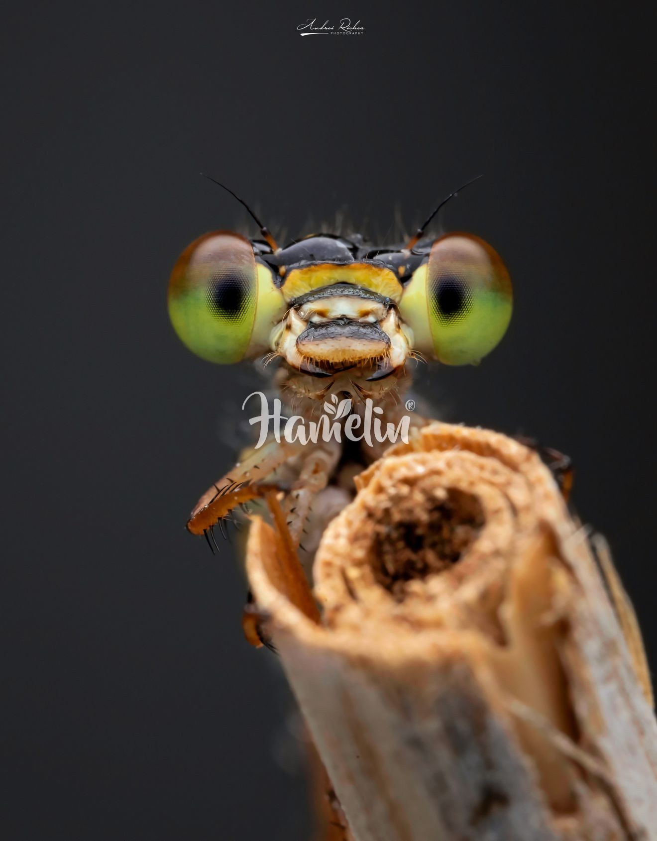 Fotografía ganadora de la semana