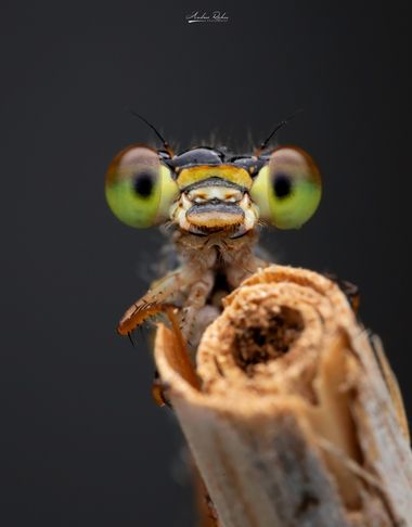 richeaandrei en Hamelin: Fauna, #insectos #macro #canon #laowa100mmf28 