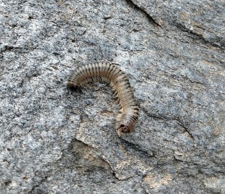 Solerantonio2 en Hamelin: Fauna  (Gérgal), Gusano