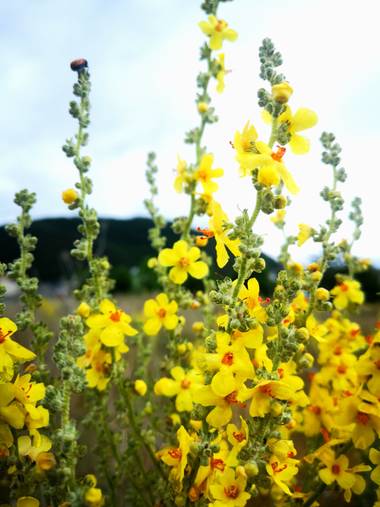 imagiaproducciones en Hamelin: Flora  (Carracedelo), Verbascum sinuatum, #floresdeprimavera #flor #floraurbana #florayfauna #flora20 #parquesyjardines #flo...