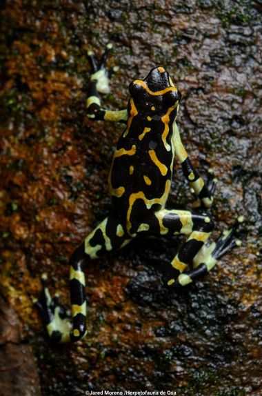 JaredMoreno59 en Hamelin: Fauna, 💚🐸